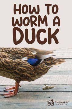 a duck with the words how to worm a duck on it