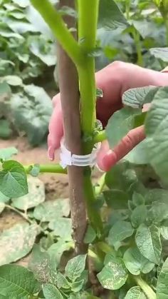 These plant support clips are a game-changer for my garden! No more droopy plants! 🌱🌸 #GardenHacks #PlantLover #GardeningTips #GreenThumb 🌿��🍃 Gemüseanbau In Kübeln, Art Deco Garden, Plant Clips, Support Plante, Plant Supports, Diy Patio, Healthy Plants, Garden And Yard, Garden Projects