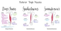 three different types of muscles are shown in the diagram above it is an image of their corresponding