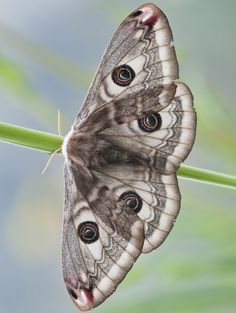 two butterflies sitting on top of a green leaf