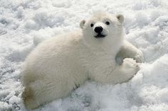 a polar bear laying on top of snow covered ground