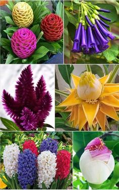 many different types of flowers are shown here