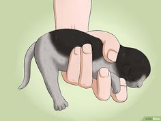 a black and white kitten being held by someone's hand in front of a green background