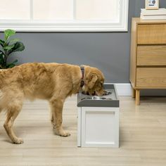 a large brown dog standing next to a water fountain