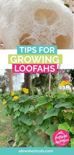 an image of growing loofahs in the garden with text overlay that reads tips for growing loofahs