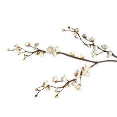 a branch with white flowers on it against a white background