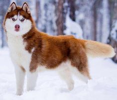 a brown and white husky dog standing in the snow with trees in the back ground