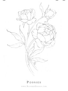 a pencil drawing of some flowers on a white paper with the words peonies