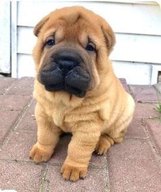 a brown dog sitting on top of a brick floor