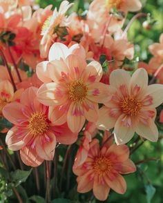 an arrangement of orange and pink flowers with green leaves in the foreground, on a sunny day