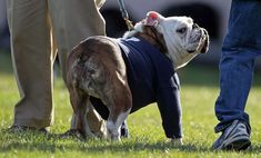 a small dog wearing a sweater standing next to a person on a leash in the grass