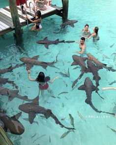 several people are swimming with sharks in the water