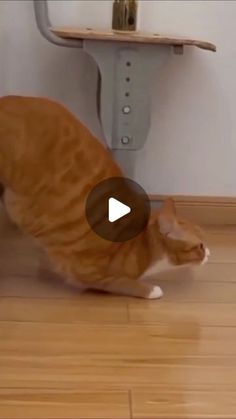 an orange and white cat standing on top of a wooden floor next to a wall