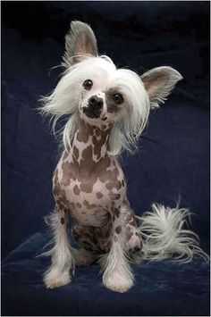 a hairless dog with long white hair sitting on a blue background in front of a black backdrop