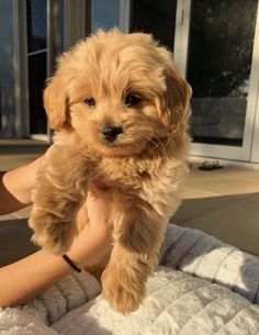 a small brown dog sitting on top of a person's arm in front of a window