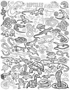 an adult coloring page with lizards and reptiles