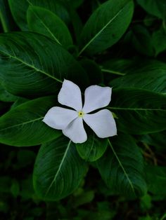 a white flower surrounded by green leaves