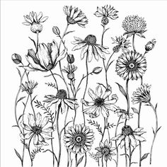 black and white drawing of wildflowers