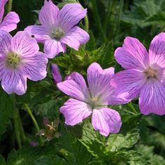 purple flowers with green leaves in the background