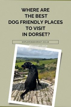 there are the best dog friendly places to visit in dorset