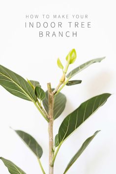 an indoor tree branch with green leaves and the words how to make your indoor tree branch