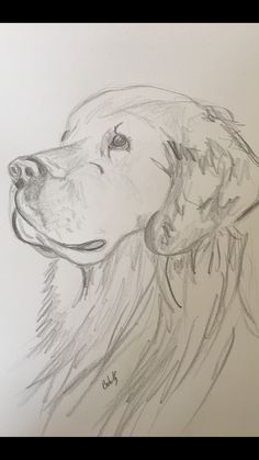 a pencil drawing of a dog's head