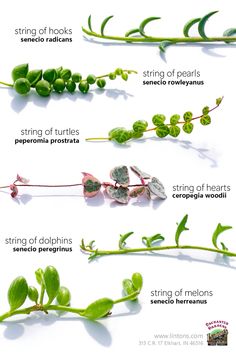 String Of Things Plants, String Of Rubies Plant, Trailing Jade Plant, String Of Turtles Plant, String Of Turtles, Silver Falls Plant, Big Indoor Plants, Garden Hacks Diy, Succulent Cuttings