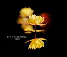 a yellow flower with the words love is the soul's light - rumi