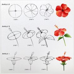 an image of different types of flowers drawn by hand with pencils and watercolor on paper