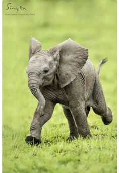 an elephant is walking in the grass with it's trunk on its back legs