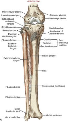 the structure of a long bone and its major bones, including the lower extenss