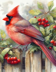 a painting of a cardinal sitting on a fence with berries and leaves around it's edges