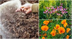 there are four different pictures with flowers in the middle and on the bottom one is a person's hand watering water from a hose