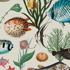 a group of different types of fish on a white background with green plants and corals