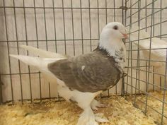 a white and gray bird in a cage