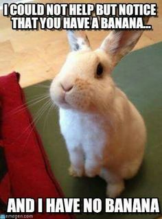 a white rabbit sitting on top of a green mat