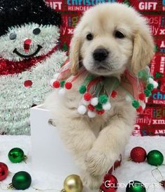 a puppy is sitting in front of christmas decorations