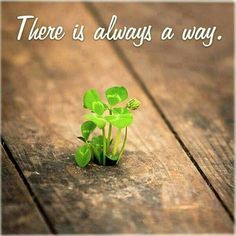 there is always a way quote with a small plant