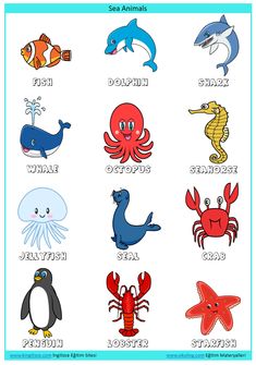 an image of sea animals and their names