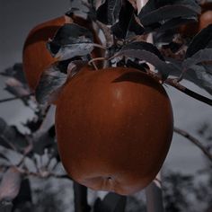 an apple hanging from a tree branch with leaves and dark sky in the back ground