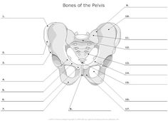 the bones of the pelvicis and their major structures are shown in this diagram