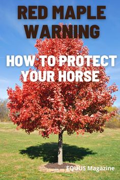 a red maple tree with the words how to protect your horse