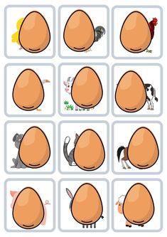 an image of different stages of eggs