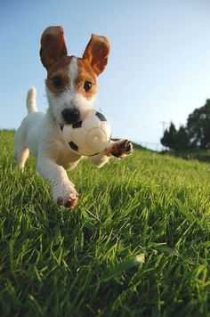 a small dog running through the grass with a soccer ball in it's mouth