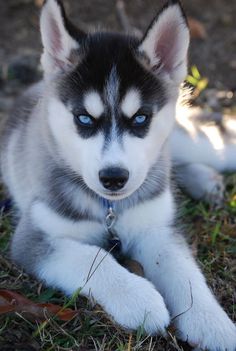 a husky puppy with blue eyes laying on the ground