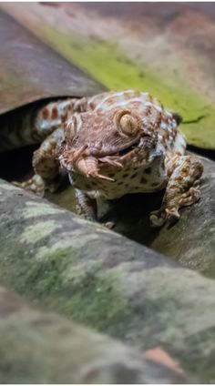 reptiles Gecko Morphs, Tokay Gecko, Physical Features, Character Designs, Gecko, Powder Blue, Character Design, Red, Pattern