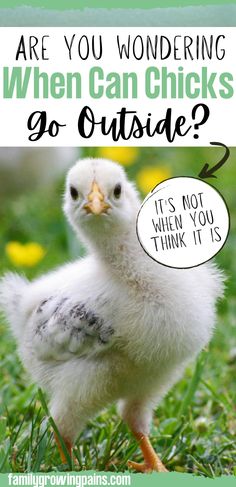 a small white chicken standing in the grass with text overlay that reads are you wondering when can chicks go outside?