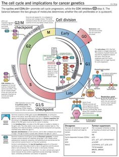 Cell Cycle Regulation, Cell Cycle Checkpoints, Genetics Infographic, Cell Cycle Diagram, Cell Cycle And Cell Division, Cell And Molecular Biology, The Cell Cycle, Genetic Counseling