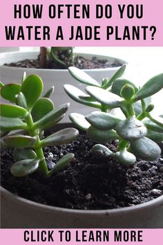 two potted plants with text that reads how often do you water a jade plant? click to learn more