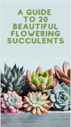 stunning flowerig succulents Succulents Ideas, Fairy Castle Cactus, Different Types Of Succulents, Flowering Succulents, Orchid Cactus, Euphorbia Milii, Zebra Plant, Ice Plant, Types Of Succulents